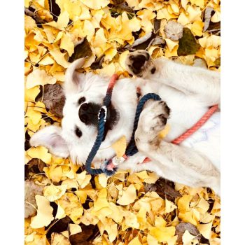 Pamut Kiképző Kötélpóráz Átmenetes