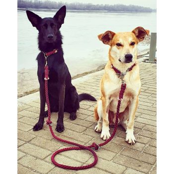 Pamut Kiképző Kötélpóráz Egyszínű