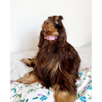 Vízálló hevedernyakörv Közepes