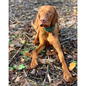 PP Állítható Kombinált Nyakörv Nagy