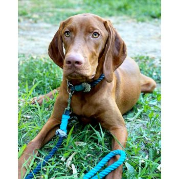 Pamut Retriever Kötélpóráz Egyszínű