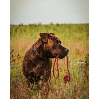 PP Kötéllabda Nagy