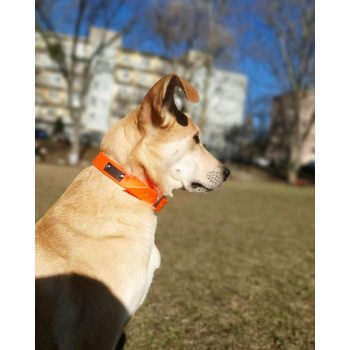 Vízálló hevedernyakörv Nagy