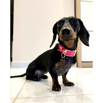 Vízálló hevedernyakörv Kicsi