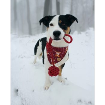 PP Kötéllabda Kicsi