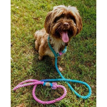 Pamut Retriever Kötélpóráz Átmenetes