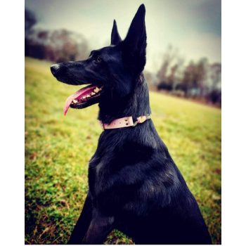 PP Állítható Kombinált Nyakörv Közepes