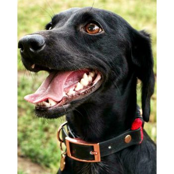 PP Állítható Kombinált Nyakörv Kicsi